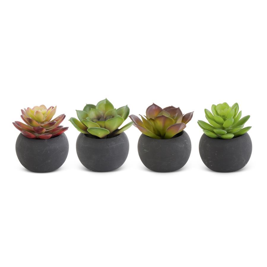 Succulents In Pots