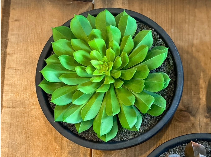 Assorted Succulent In Matte Bowls