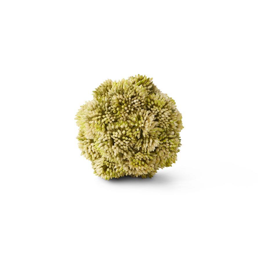 Sedum Ball