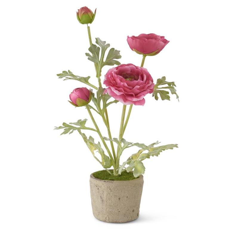 Ranunculus In Clay Pot